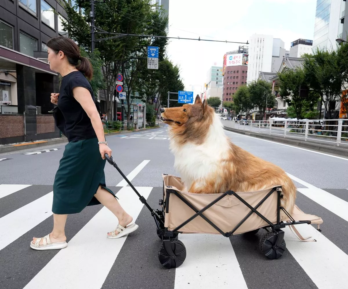 lelaki anjing cari pasangan hidup