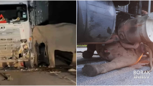 Ibu Gajah Tak Berganjak