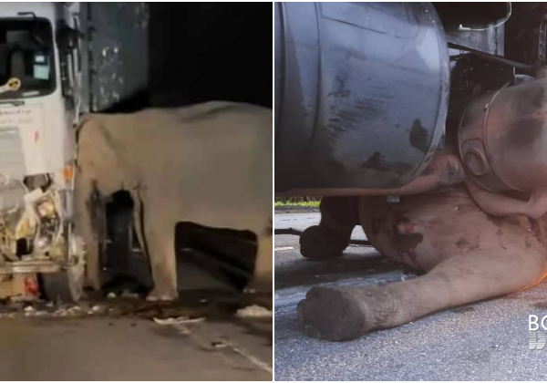 Ibu Gajah Tak Berganjak