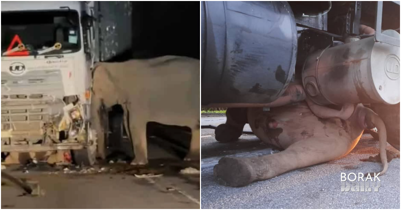 Ibu Gajah Tak Berganjak