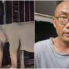 Dengar Ibu Gajah Nangis