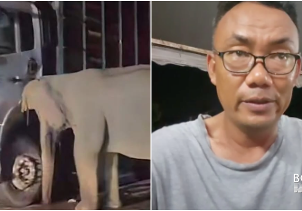 Dengar Ibu Gajah Nangis