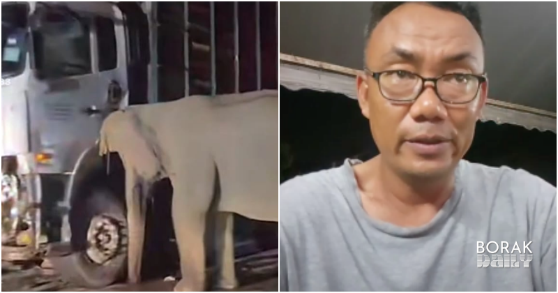 Dengar Ibu Gajah Nangis