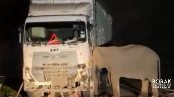 Tiada kecuaian insiden anak gajah