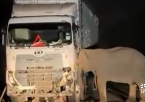 Tiada kecuaian insiden anak gajah