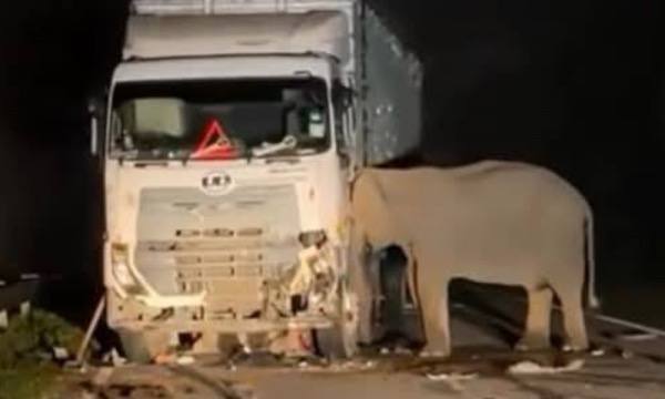 Tiada kecuaian insiden anak gajah