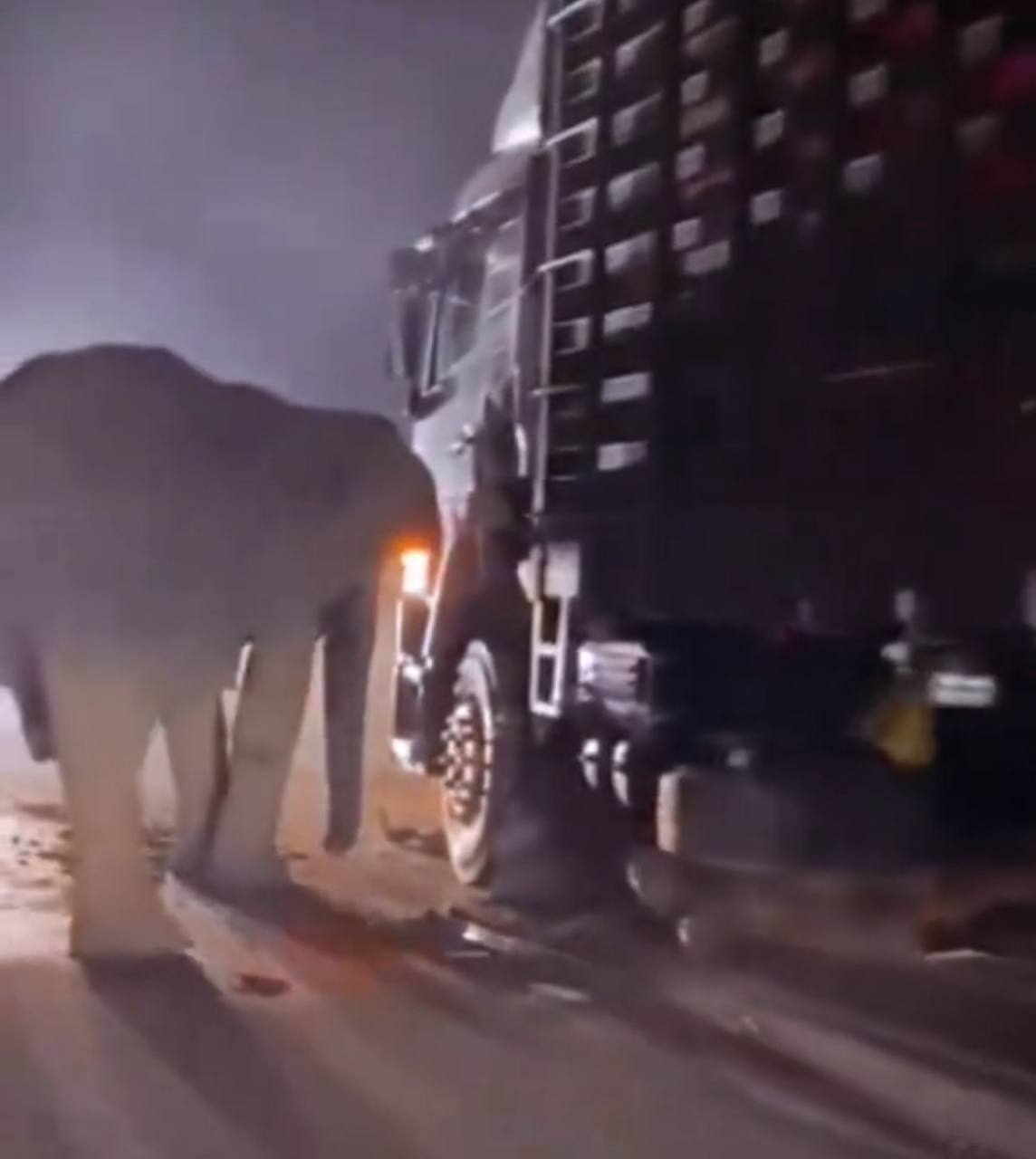Tiada kecuaian insiden anak gajah