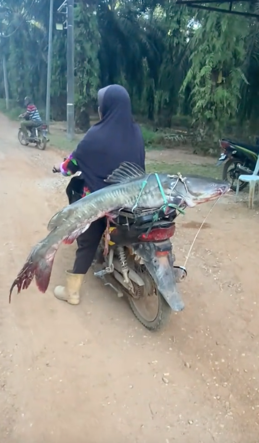 Tayang hasil tangkapan