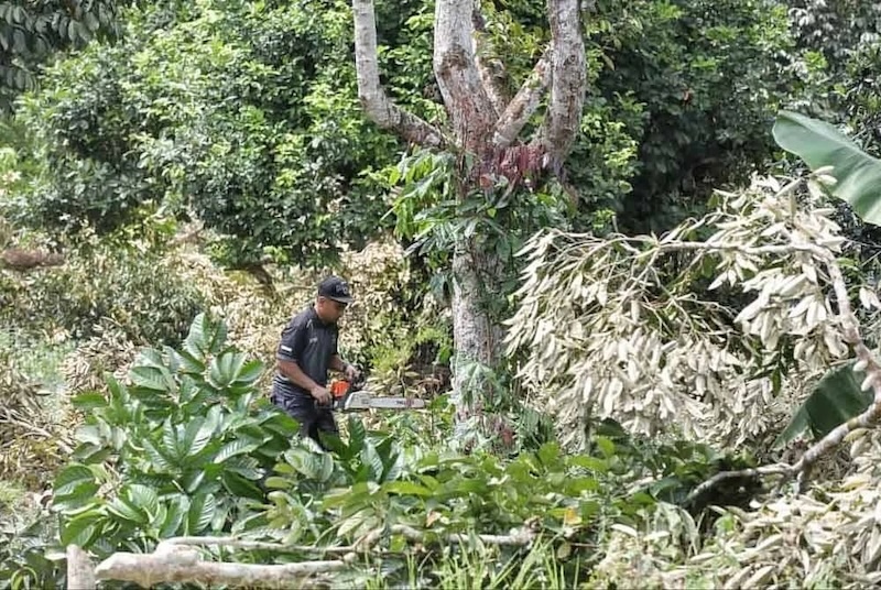 pokok durian