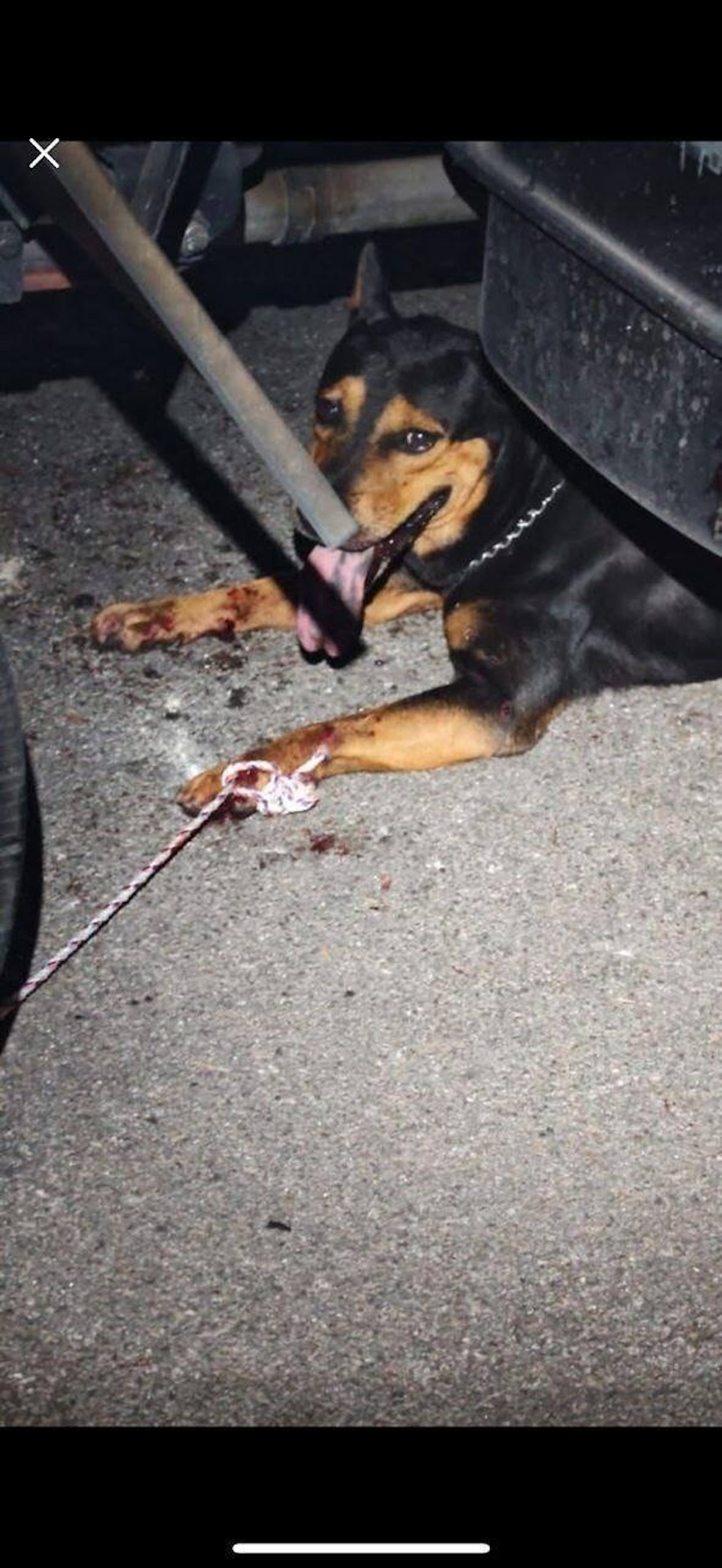 Anjing serang