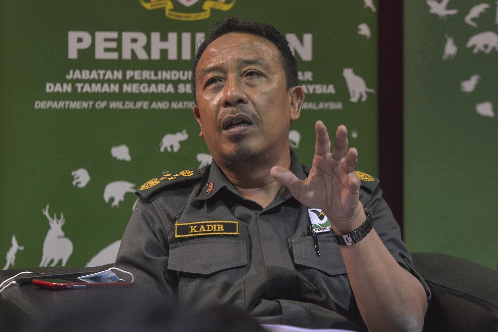 harimau belang