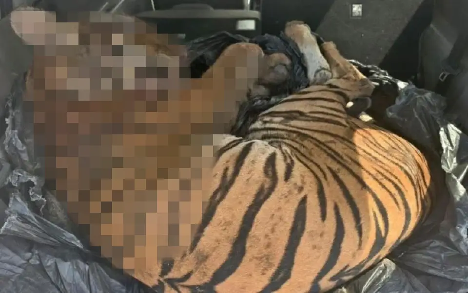 harimau belang