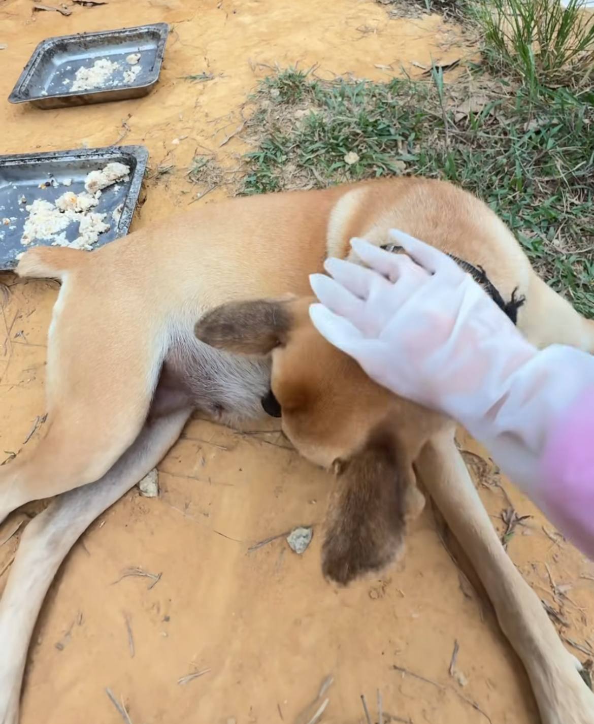 Masak hati ayam, buat anjing jalanan